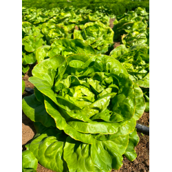 Lettuce, Butterhead
